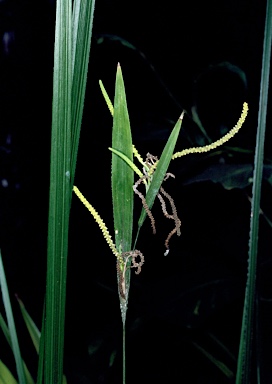 APII jpeg image of Gymnostachys anceps  © contact APII