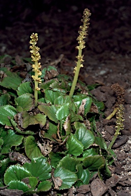 APII jpeg image of Gunnera cordifolia  © contact APII