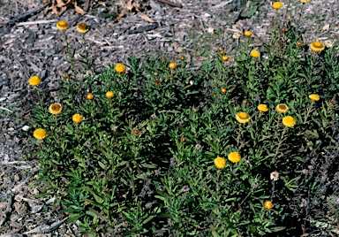 APII jpeg image of Helichrysum rutidolepis  © contact APII