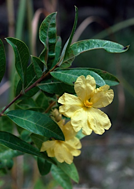 APII jpeg image of Hibbertia brownii  © contact APII