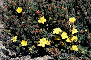 APII jpeg image of Hibbertia calycina  © contact APII