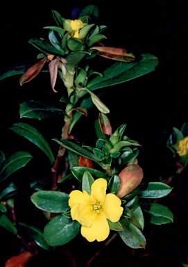 APII jpeg image of Hibbertia cuneiformis  © contact APII