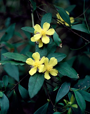 APII jpeg image of Hibbertia dentata  © contact APII