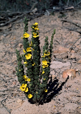 APII jpeg image of Hibbertia fasciculata  © contact APII