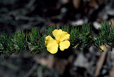 APII jpeg image of Hibbertia fasciculata  © contact APII