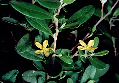 APII jpeg image of Hibbertia hexandra  © contact APII