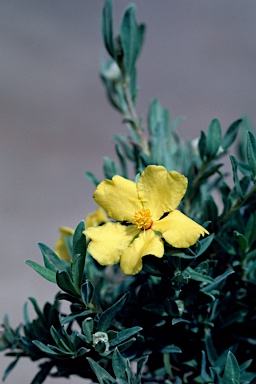 APII jpeg image of Hibbertia kaputarensis  © contact APII