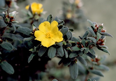 APII jpeg image of Hibbertia montana  © contact APII