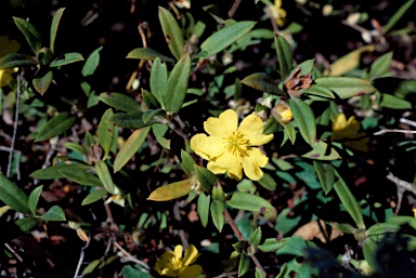 APII jpeg image of Hibbertia saligna  © contact APII