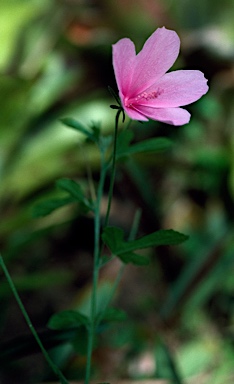 APII jpeg image of Hibiscus pedunculatus  © contact APII