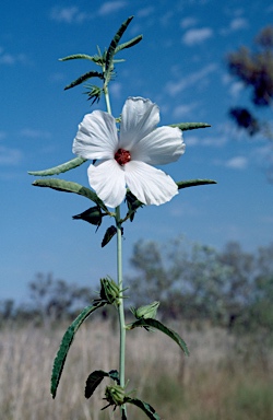 APII jpeg image of Hibiscus meraukensis  © contact APII