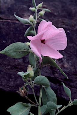 APII jpeg image of Hibiscus symonii  © contact APII