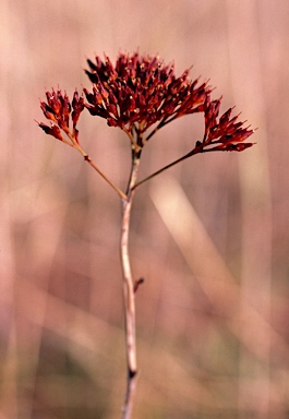 APII jpeg image of Haemodorum coccineum  © contact APII