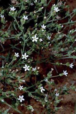 APII jpeg image of Heliotropium tenuifolium  © contact APII