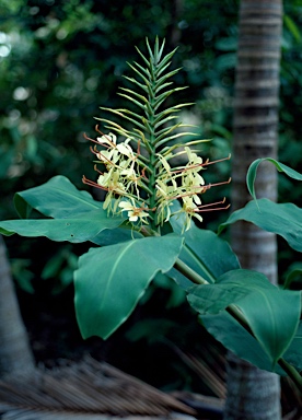 APII jpeg image of Hedychium gardnerianum  © contact APII