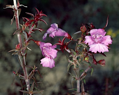 APII jpeg image of Hemiandra pungens  © contact APII