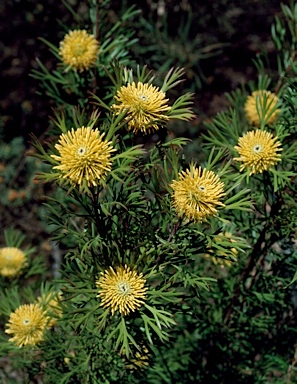 APII jpeg image of Isopogon anemonifolius  © contact APII