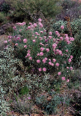 APII jpeg image of Isopogon divergens  © contact APII