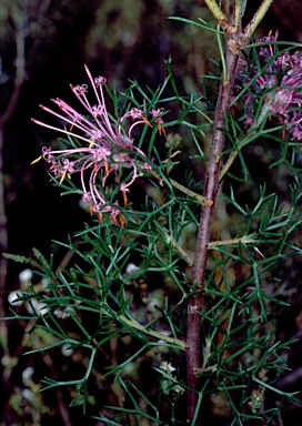 APII jpeg image of Isopogon heterophyllus  © contact APII