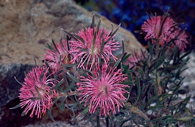 APII jpeg image of Isopogon linearis  © contact APII