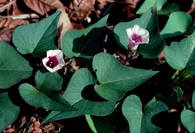 APII jpeg image of Ipomoea batatas  © contact APII