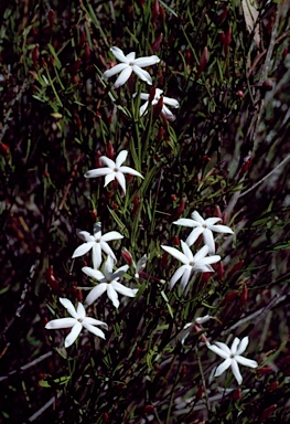 APII jpeg image of Jasminum suavissimum  © contact APII