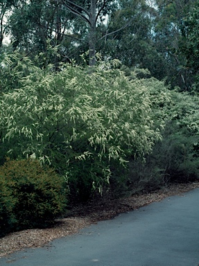 APII jpeg image of Kunzea ambigua  © contact APII