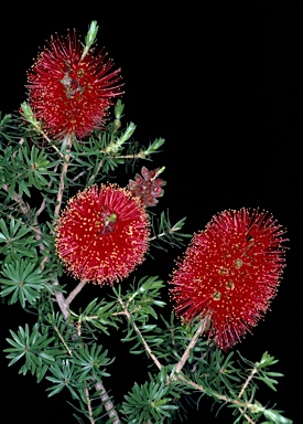 APII jpeg image of Kunzea baxteri  © contact APII