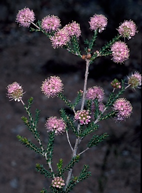 APII jpeg image of Kunzea ciliata  © contact APII