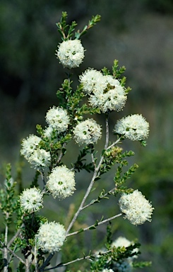 APII jpeg image of Kunzea micrantha  © contact APII