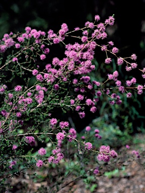 APII jpeg image of Kunzea obovata  © contact APII