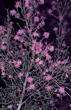 APII jpeg image of Kunzea parvifolia  © contact APII