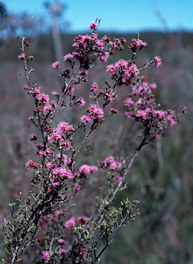 APII jpeg image of Kunzea parvifolia  © contact APII