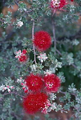 APII jpeg image of Kunzea pulchella  © contact APII