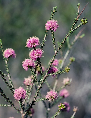 APII jpeg image of Kunzea micrantha  © contact APII