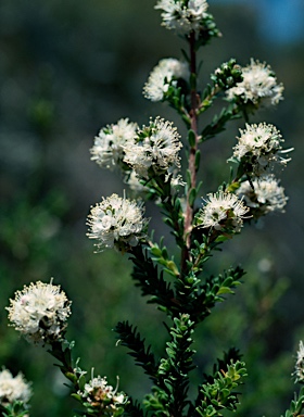 APII jpeg image of Kunzea recurva  © contact APII