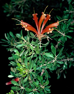 APII jpeg image of Lambertia inermis  © contact APII