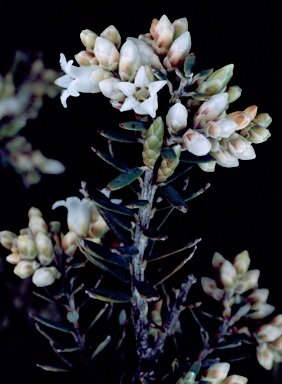 APII jpeg image of Acrothamnus hookeri  © contact APII