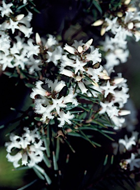 APII jpeg image of Leucopogon melaleucoides  © contact APII