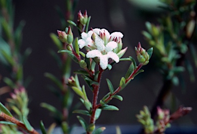 APII jpeg image of Leucopogon microphyllus var. microphyllus  © contact APII