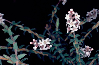 APII jpeg image of Leucopogon thymifolius  © contact APII