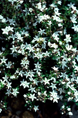 APII jpeg image of Logania serpyllifolia subsp. serpyllifolia  © contact APII