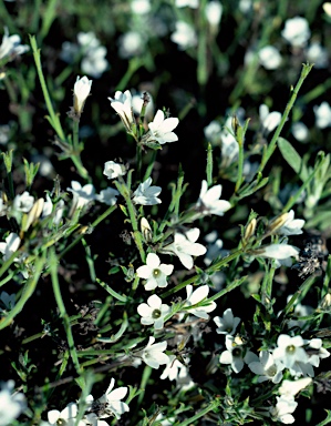 APII jpeg image of Logania spermacocea  © contact APII