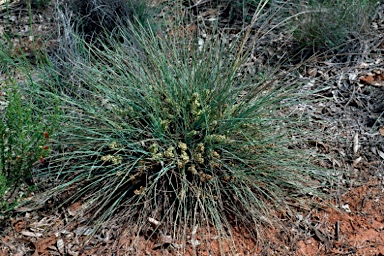 APII jpeg image of Lomandra glauca  © contact APII