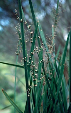 APII jpeg image of Lomandra hastilis  © contact APII