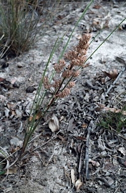 APII jpeg image of Lomandra multiflora subsp. multiflora  © contact APII