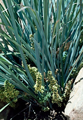 APII jpeg image of Lomandra multiflora subsp. multiflora  © contact APII