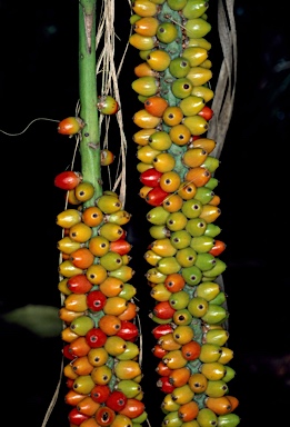 APII jpeg image of Laccospadix australasicus  © contact APII