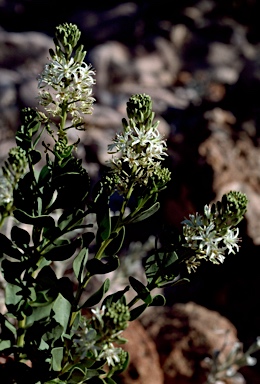 APII jpeg image of Lepidium strongylophyllum  © contact APII