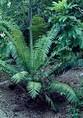 APII jpeg image of Lepidozamia hopei  © contact APII